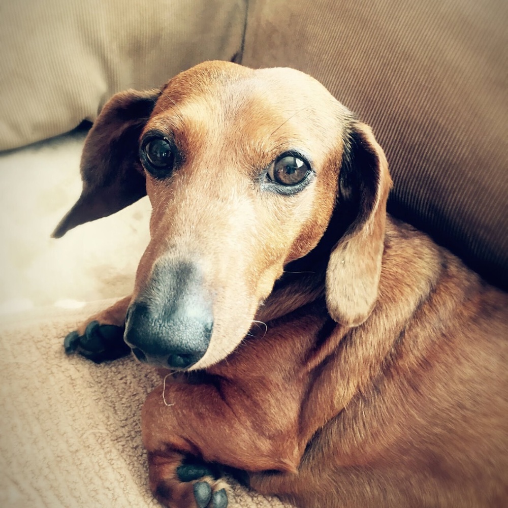 Meet your Posher, Sylvia